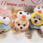 TIARA PETS: 오마이하이니 OH! MY HONEY・☆눈눈스누드 | 라쿠텐 일본 TIARA PETS: 오마이하이니 OH! MY HONEY・☆눈눈스누드