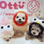 TIARA PETS: 오마이하이니 OH! MY HONEY・☆눈눈스누드 | 라쿠텐 일본 TIARA PETS: 오마이하이니 OH! MY HONEY・☆눈눈스누드