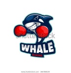 Black Boxing Killer Whale Cartoon Punch 스톡 벡터(로열티 프리) 1667866144