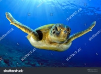 Escafandra 이미지, 스톡 사진 및 벡터 | Shutterstock