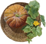 PRINT BAKERY-김대섭, 호박이 넝쿨째│삼성물산 온라인몰 SSF Shop 김대섭, 호박이 넝쿨째