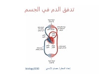 12 عرض جهاز الدوران.pptx