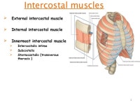 thorax intercostal space slideshare