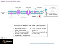 1.3 Membrane Structure