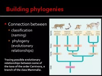 Phylogeny | PPT Phylogeny