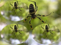 424 -Spiders2
