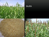 Agriculture | PPT Agriculture