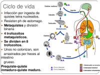 Amebas