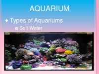 Aquarium
