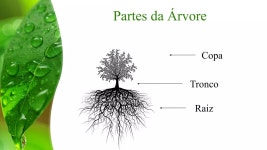 Introdução - Dendrologia | PDF Introdução - Dendrologia