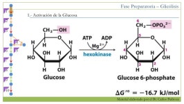 Bioenergética I slideshare