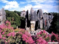 Bosque de Pedra slideshare