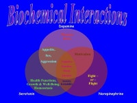 The Brain & Behavior