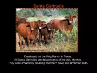 Breeds of Bovine | PPT Breeds of Bovine