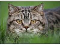 Cats, cats & more cats slideshare