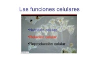 Celula 3 slideshare