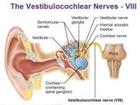 Cns examination