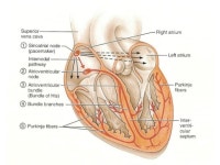 Ecg and bp2