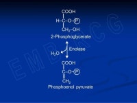 Glycolysis