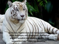 Αντωνία : Γνωρίζουμε τη Λευκή Τίγρη slideshare