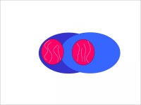 mitosis | PPT mitosis