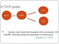 Kisspeptin || Ajith hudedh.