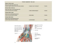 L4 Muscles1 slideshare