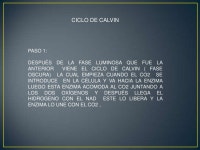 La fotosintesis