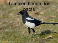 Las aves