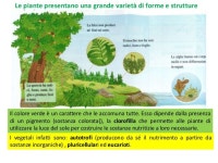 Le piante slideshare