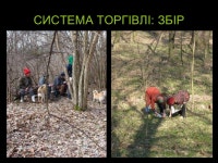 Кампанія Первоцвіт slideshare