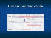 Phiên mã và dịch mã slideshare