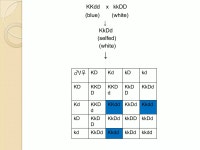 Epistasis | PPTX Epistasis