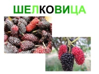 Фрукты, овощи, ягоды, зелень slideshare