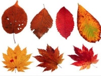 осень золотая презентация