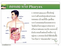 ระบบย่อยอาหาร | PDF ระบบย่อยอาหาร