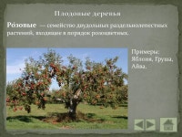 Презентация про деревья | PPTX Презентация  про деревья