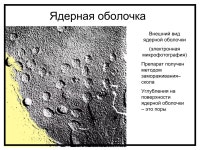 ядро клетки | PPT ядро клетки