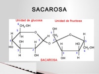 Sacarosa  slideshare