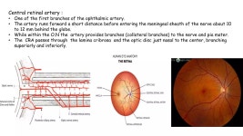 ocular blood supply | PPTX ocular blood supply