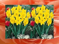Spring Flowers