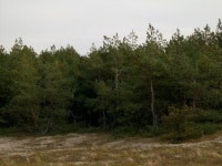 куршская коса в октябре