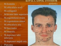Surface Anatomy slideshare