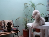Sweet Animals