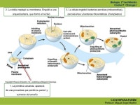 Ud.7. citología i slideshare