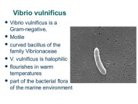 Vibrio vulnificus