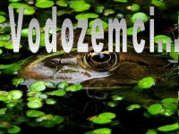 Vodozemci slideshare