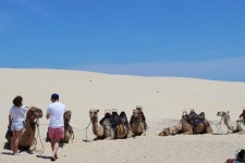 [시드니] 포트스테판 샌드보딩 (모래 썰매/돌고래 관람/낙타타기) 일일관 - 민다