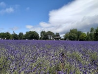 ★소규모･9인이하★ 이모네집 비에이 후라노 스페셜투어(비에이 맛집 [준페 - 민다
