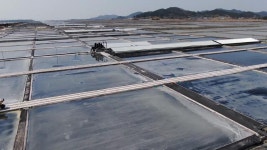 ‘강제노동 의혹’ 여파에 태평염전 등록 말소 추진 | TVING